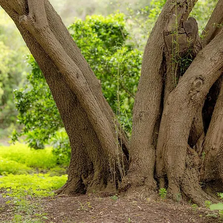 Bambu Vegueta Alquiler Por Las Palmas de Gran Canaria